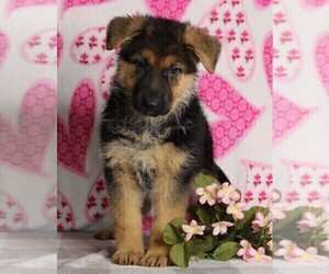 German Shepherd Dog Puppy for sale in FREDERICKSBURG, OH, USA