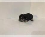 Small Photo #5 American Bully Puppy For Sale in ATL, GA, USA