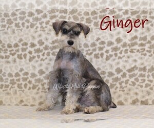Mother of the Schnauzer (Miniature) puppies born on 03/23/2026