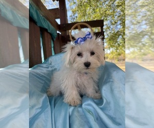 Maltese Puppy for sale in LANCASTER, MO, USA