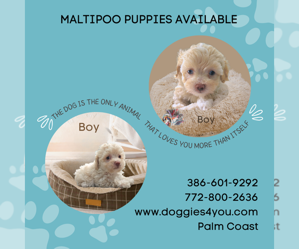 Medium Photo #4 Maltipoo-Poodle (Toy) Mix Puppy For Sale in PALM COAST, FL, USA