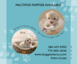 Small Photo #4 Maltipoo-Poodle (Toy) Mix Puppy For Sale in PALM COAST, FL, USA