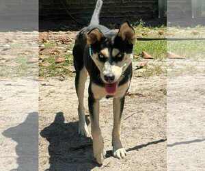 Medium Huskies  Mix