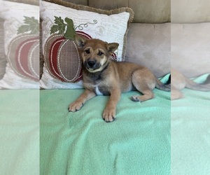 Shiba Inu Puppy for Sale in STELLA, Missouri USA