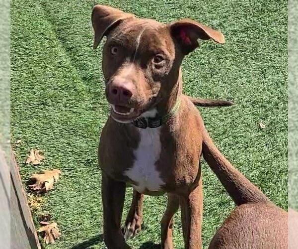 Medium Photo #5 American Pit Bull Terrier-Chihuahua Mix Puppy For Sale in Rockwall, TX, USA