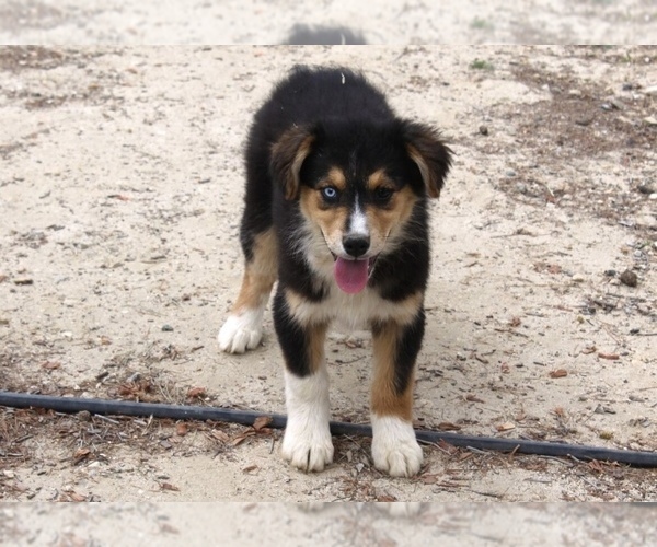Medium Photo #29 Australian Shepherd Puppy For Sale in ACTON, CA, USA