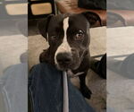 Small #17 American Staffordshire Terrier Mix