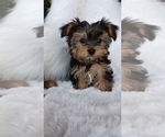 Small Yorkshire Terrier