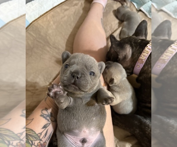Medium Photo #4 French Bulldog Puppy For Sale in BIG RAPIDS, MI, USA