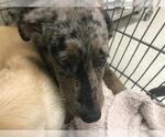Small Catahoula Leopard Dog Mix
