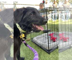 Labrador Retriever-Unknown Mix Dogs for adoption in McKinney, TX, USA
