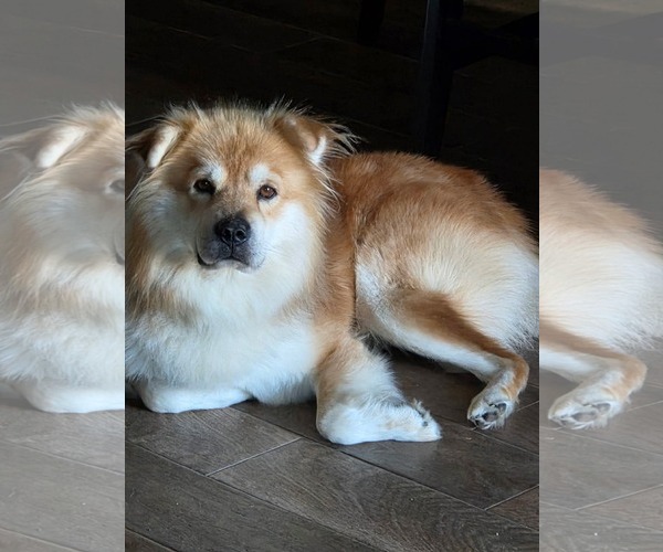 Medium Photo #1 Chow Chow-Unknown Mix Puppy For Sale in Dallas, TX, USA