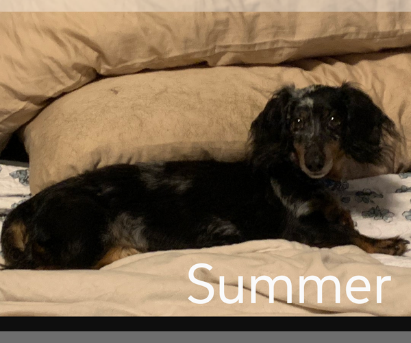 Medium Photo #3 Dachshund Puppy For Sale in Sioux Falls, SD, USA