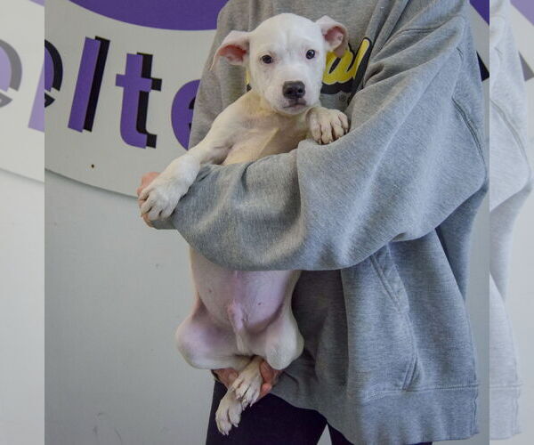 Medium Photo #3 American Bulldog-American Staffordshire Terrier Mix Puppy For Sale in Huntley, IL, USA