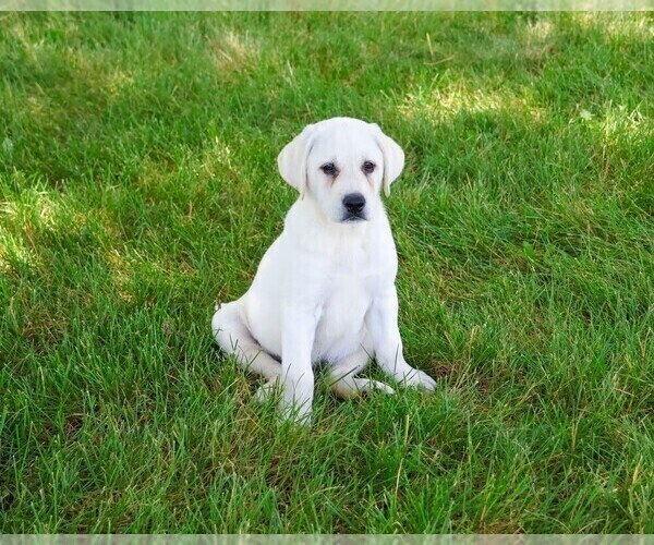 Medium Photo #13 Labrador Retriever Puppy For Sale in SYRACUSE, IN, USA