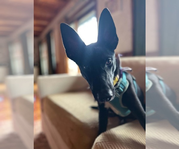 Medium Photo #7 Mutt Puppy For Sale in Holly Springs, NC, USA