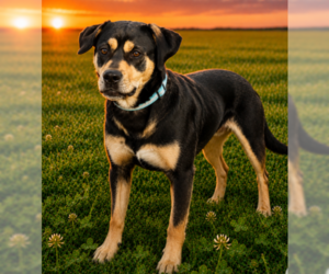 Mutt Dogs for adoption in Garner, NC, USA