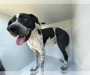 Mutt Dogs for adoption in Houston, TX, USA
