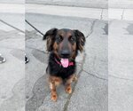 Small #15 German Shepherd Dog Mix