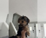 Small #3 Yorkshire Terrier