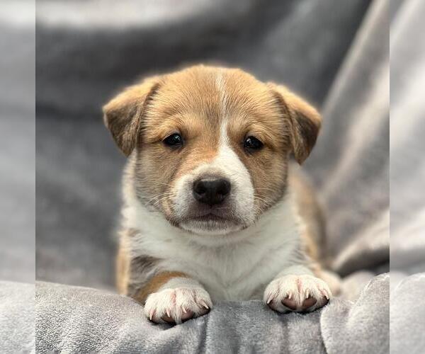 Medium Photo #1 Colonial Cocker Spaniel-Unknown Mix Puppy For Sale in San Diego, CA, USA