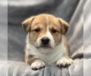 Colonial Cocker Spaniel-Unknown Mix Dogs for adoption in San Diego, CA, USA