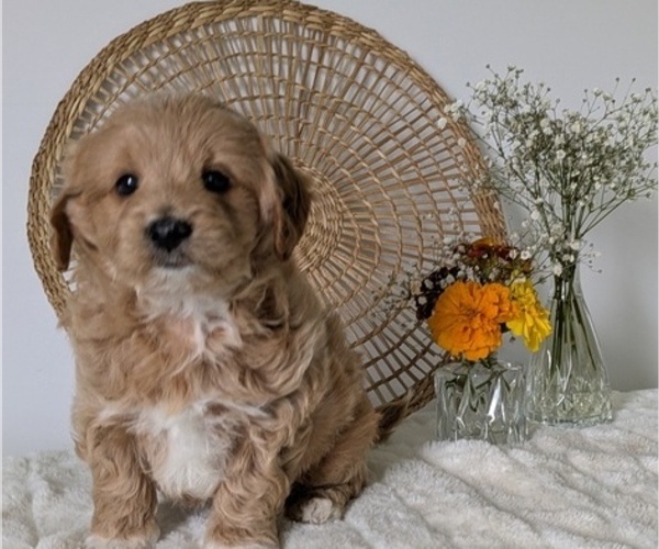 Medium Photo #12 Poovanese Puppy For Sale in GOSHEN, IN, USA