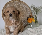 Small Photo #37 Poovanese Puppy For Sale in GOSHEN, IN, USA