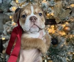 Puppy Clarice Bulldog