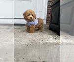Small Poodle (Toy)