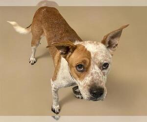 American Pit Bull Terrier Dogs for adoption in Tulsa, OK, USA