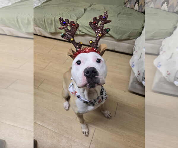 Medium Photo #7 American Bulldog-Labrador Retriever Mix Puppy For Sale in Rockaway, NJ, USA