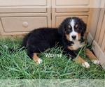 Small Photo #2 Bernese Mountain Dog Puppy For Sale in GREENSBURG, IN, USA