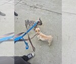 Small Photo #1 French Bulldog Puppy For Sale in RIVERSIDE, CA, USA