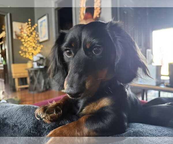 Medium Photo #1 Dachshund Puppy For Sale in Fruitland, SC, USA