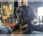 Small Dachshund