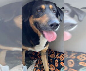 German Shepherd Dog-Unknown Mix Dogs for adoption in Downey, CA, USA