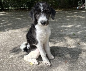 Labradoodle Puppy for Sale in JACKSONVILLE, North Carolina USA