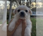 Small #7 American Eskimo Dog-Pug Mix