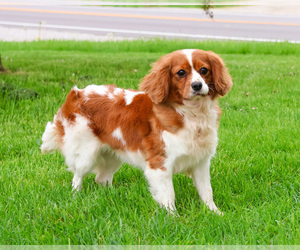 Cavalier King Charles Spaniel Puppy for sale in SYRACUSE, IN, USA