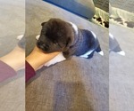 Small Photo #1 Akita Puppy For Sale in LAKEBAY, WA, USA