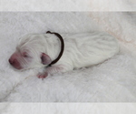 Small Photo #6 Goldendoodle Puppy For Sale in HOMELAND, CA, USA