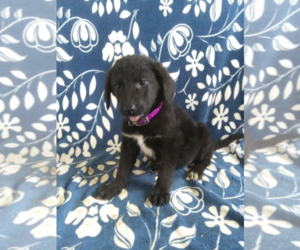 Shepadoodle Puppy for sale in BLMGTN, IN, USA