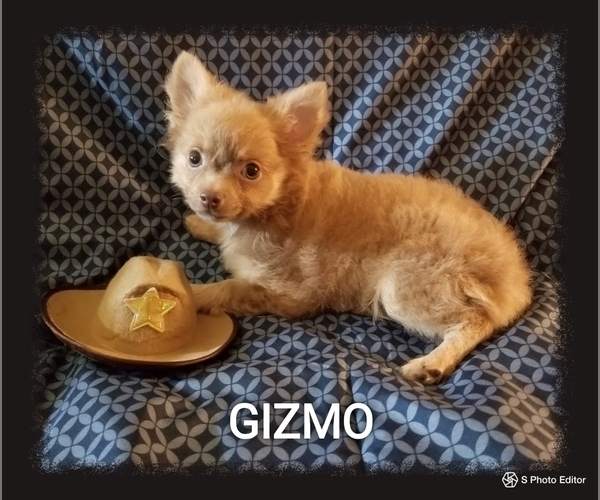 Medium Photo #10 Chihuahua Puppy For Sale in MANSFIELD, TX, USA