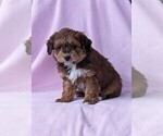 Small Photo #3 Aussie-Poo Puppy For Sale in DUNNVILLE, KY, USA