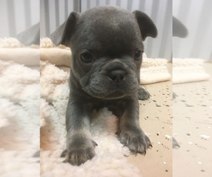 French Bulldog Puppy for sale in AFTON, WY, USA