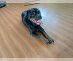Small #2 Rottweiler