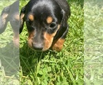 Image preview for Ad Listing. Nickname: Puppy a