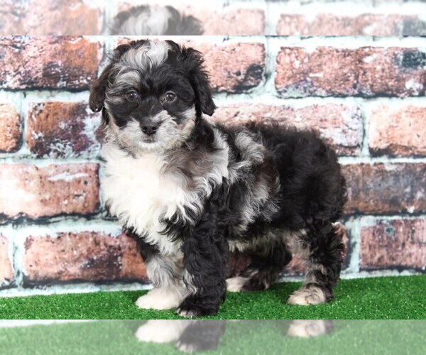 Medium Photo #1 Aussie-Poo Puppy For Sale in BEL AIR, MD, USA