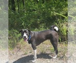 Small #2 Mutt